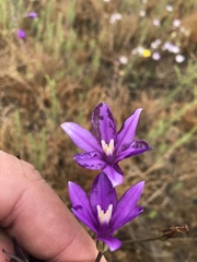 Brodiaea appendiculata