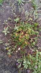 Potentilla incana