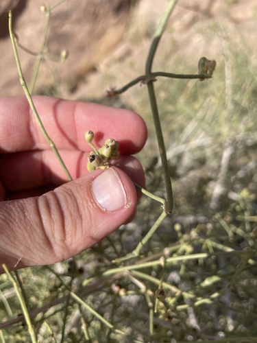Ephedra ciliata, photograph 3