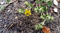 Potentilla incana
