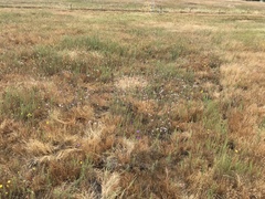 Brodiaea appendiculata