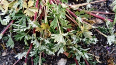 Potentilla incana