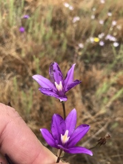 Brodiaea appendiculata