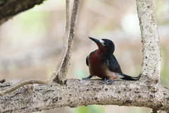 Puerto Rican Woodpecker photo 2