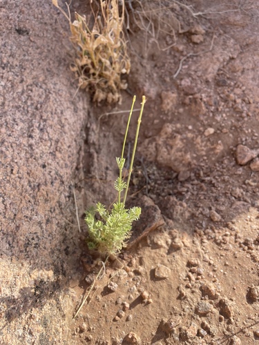 Lavandula coronopifolia (Lavandula coronopifolia)