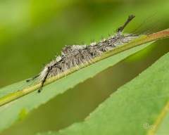 Dasychira dorsipennata