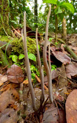 Alloclavaria purpurea