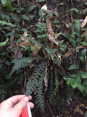 Blechnum × aggregatum