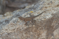 Sceloporus merriami