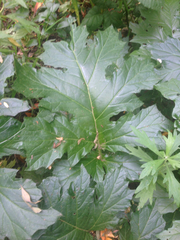 Acanthus mollis