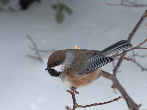 Boreal Chickadee