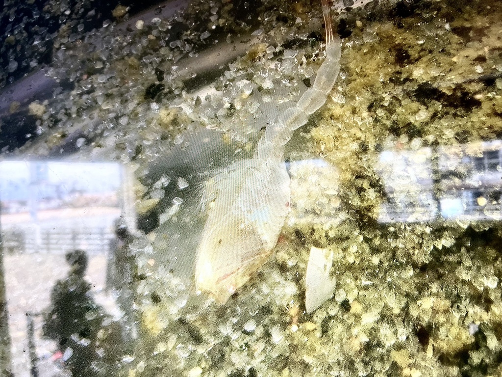 Anchicolurus