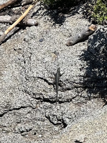 iNaturalist observation photo of Western Fence Lizard