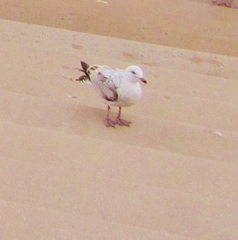 Larus argentatus
