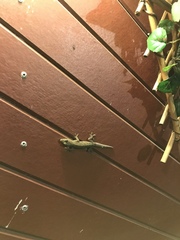 Hemidactylus frenatus