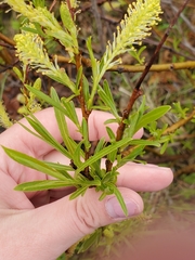 Salix