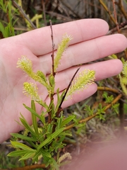 Salix