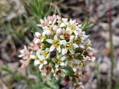 Comandra umbellata pallida