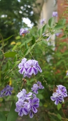 Duranta erecta