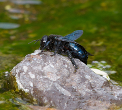 Xylocopa californica arizonensis