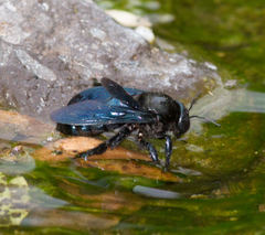 Xylocopa californica arizonensis