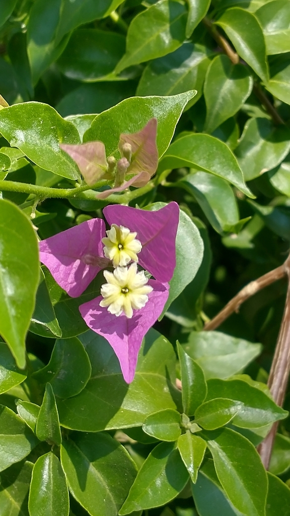 bougainvilleas from Las Agujas, Jal., México on June 4, 2024 at 01:44 ...