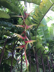 Heliconia platystachys