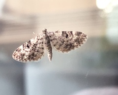 Eupithecia tantillaria