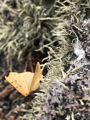 Setina irrorella