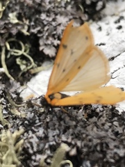 Setina irrorella