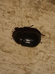 Pentodon bidens punctatus