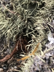Setina irrorella
