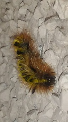 Lophocampa argentata