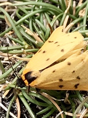 Setina irrorella