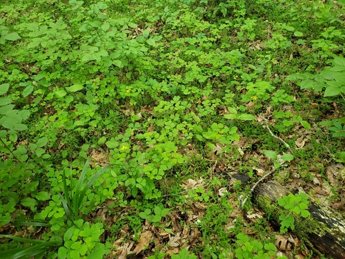 Image of Oxalis illinoensis by no rights reserved