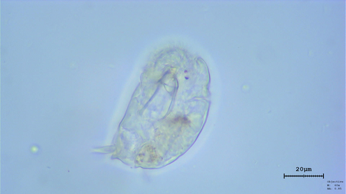 Cephalodella catellina