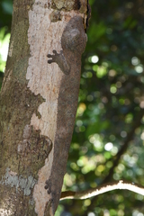 Uroplatus henkeli