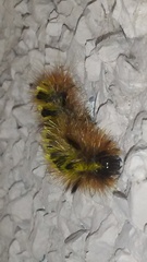 Lophocampa argentata