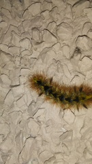 Lophocampa argentata