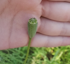 Papaver dubium