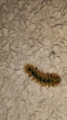 Lophocampa argentata