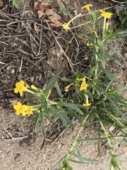 Lithospermum incisum