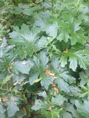 Acanthus mollis