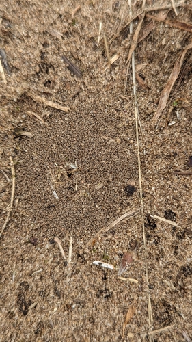 Northern Crazy Ant photo 4