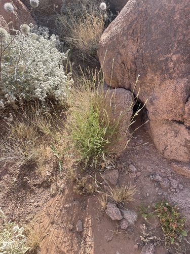 Lavandula coronopifolia (Lavandula coronopifolia)