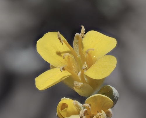 Physaria kingii ssp. bernardina