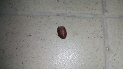 Maladera insanabilis