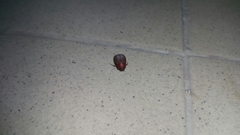 Maladera insanabilis