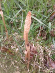 Equisetum arvense image