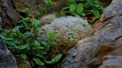Mammillaria plumosa